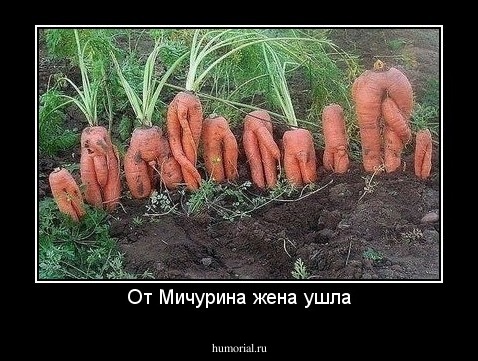 От Мичурина жена ушла