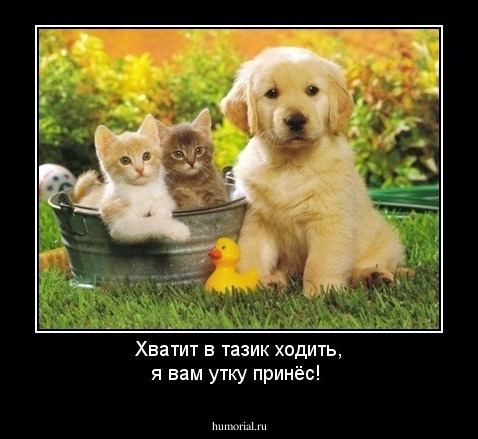 Хватит в тазик ходить, я вам утку принёс!