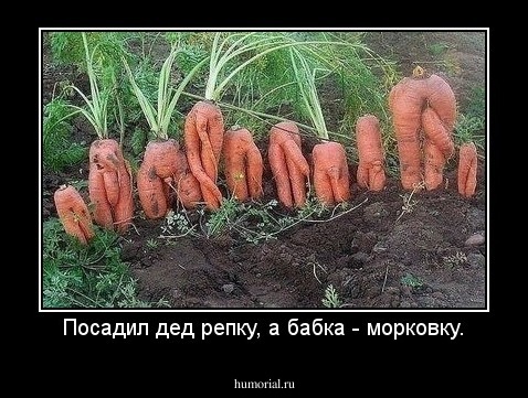Посадил дед репку, а бабка - морковку.