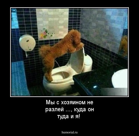 Мы с хозяином не разлей ..., куда он туда и я!