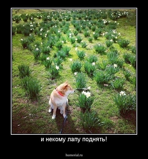 и некому лапу поднять!