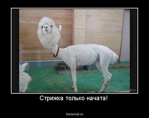 Стрижка только начата! 