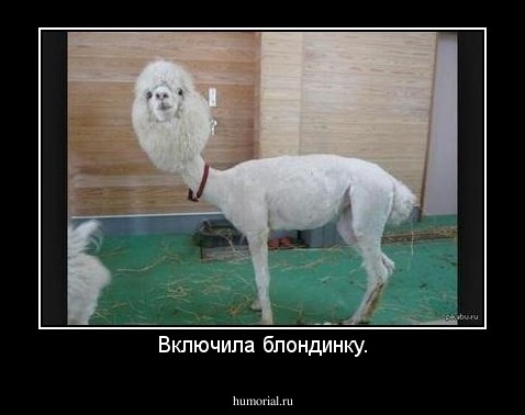 Включила блондинку.