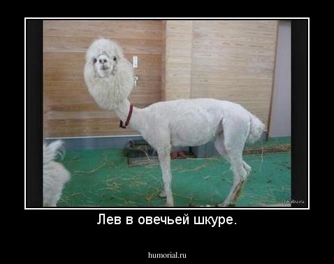 Лев в овечьей шкуре.