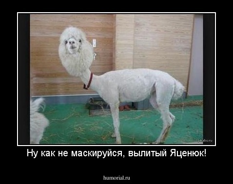 Ну как не маскируйся, вылитый Яценюк!