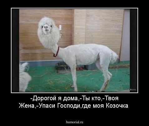 -Дорогой я дома,-Ты кто,-Твоя Жена,-Упаси Господи,где моя Козочка