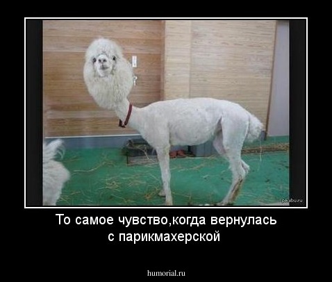То самое чувство,когда вернулась с парикмахерской