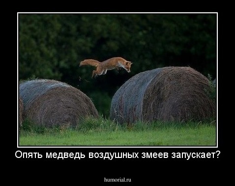 Опять медведь воздушных змеев запускает?