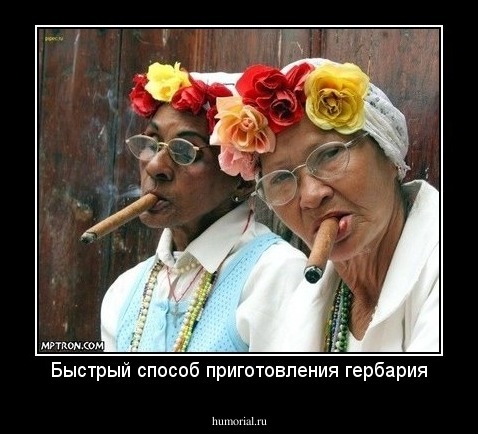 Быстрый способ приготовления гербария
