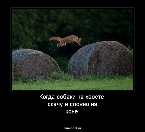 Когда собаки на хвосте, скачу я словно на коне