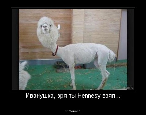 Иванушка, зря ты Hennesy взял...