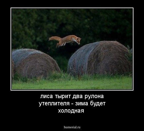 лиса тырит два рулона утеплителя - зима будет холодная