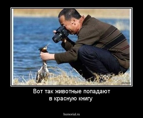 Вот так животные попадают в красную книгу