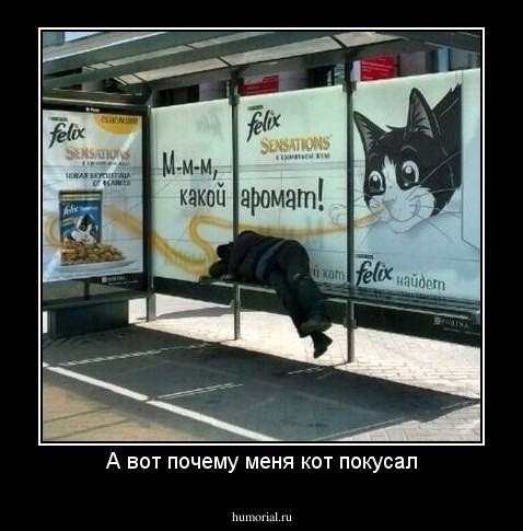А вот почему меня кот покусал