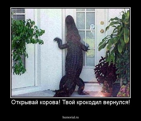 Открывай корова! Твой крокодил вернулся!