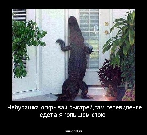 -Чебурашка открывай быстрей,там телевидение едет,а я голышом стою
