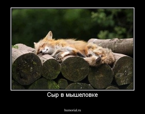 Сыр в мышеловке