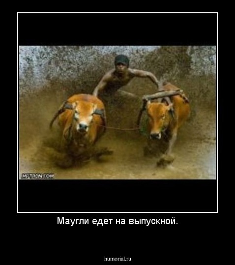 Маугли едет на выпускной.
