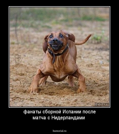 фанаты сборной Испании после матча с Нидерландами