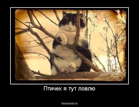 Птичек я тут ловлю