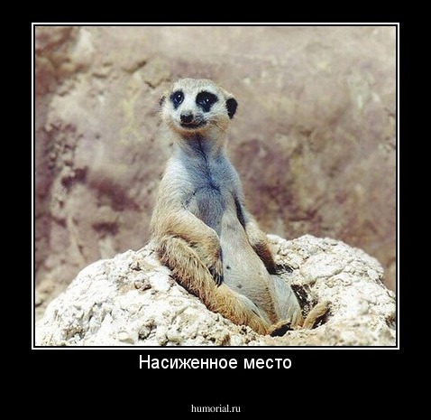 Насиженное место