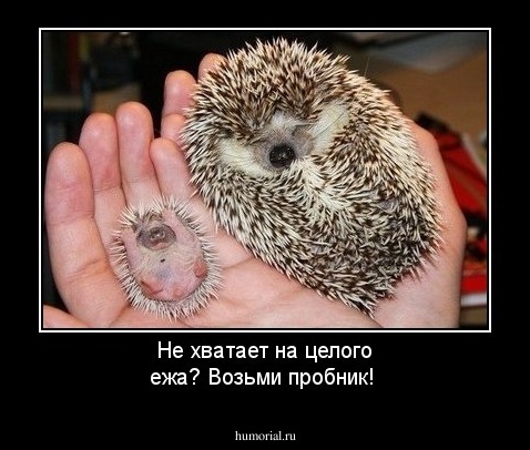 Не хватает на целого ежа? Возьми пробник!