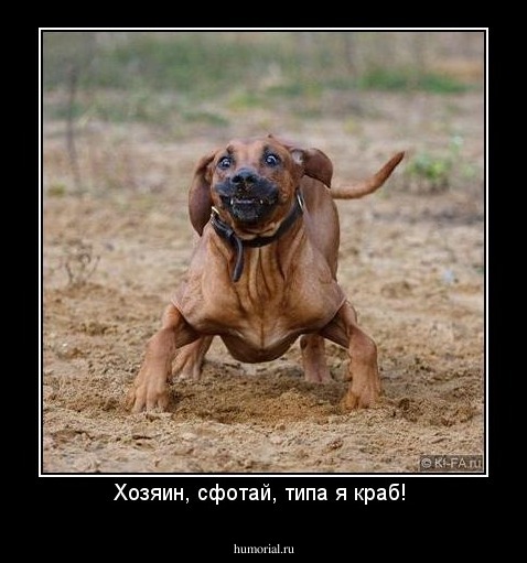 Хозяин, сфотай, типа я краб! 