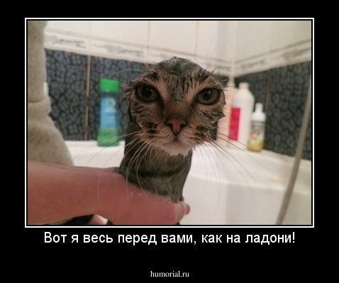 Вот я весь перед вами, как на ладони!