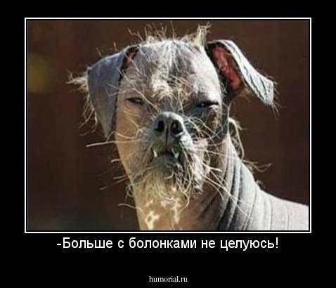 -Больше с болонками не целуюсь!