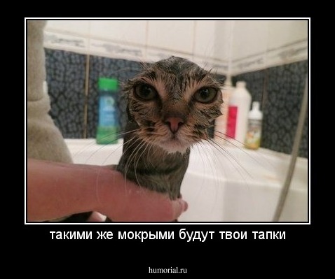 такими же мокрыми будут твои тапки