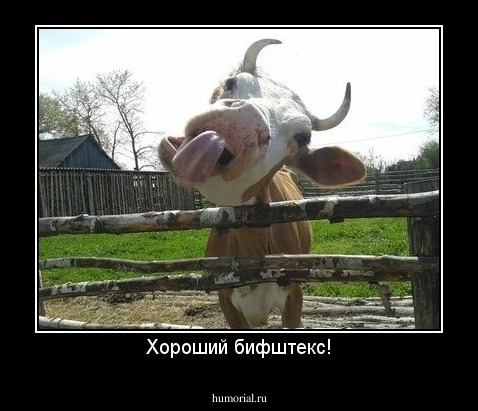Хороший бифштекс!