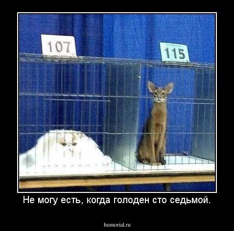 Не могу есть, когда голоден сто седьмой.