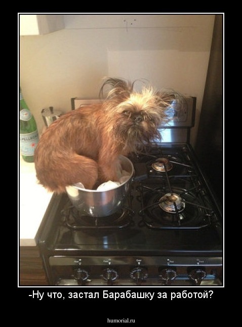 -Ну что, застал Барабашку за работой?