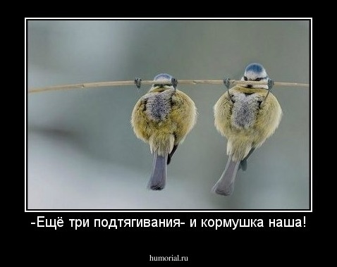 -Ещё три подтягивания- и кормушка наша!