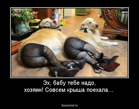 Эх, бабу тебе надо, хозяин! Совсем крыша поехала...