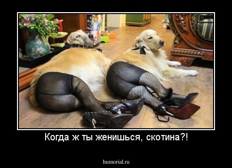 Когда ж ты женишься, скотина?!