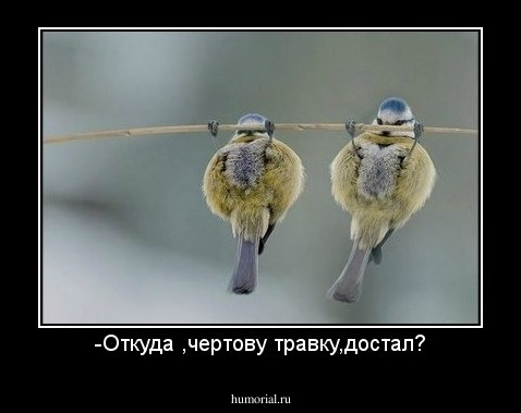 -Откуда ,чертову травку,достал?