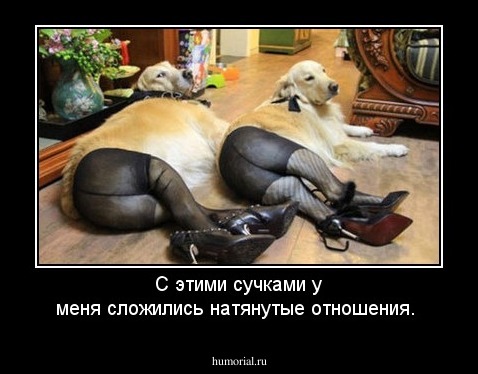 С этими сучками у меня сложились натянутые отношения.