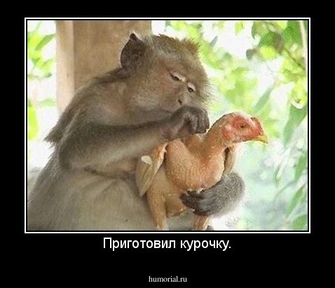 Приготовил курочку.