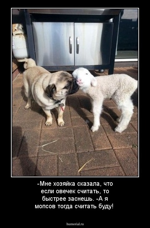 -Мне хозяйка сказала, что если овечек считать, то быстрее заснешь.
-А я мопсов тогда считать буду!