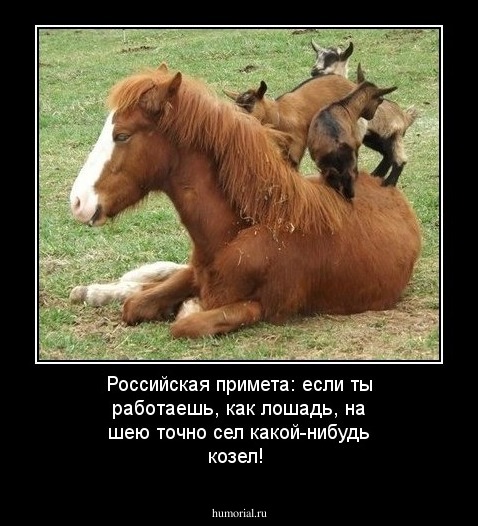 Российская примета: если ты работаешь, как лошадь, на шею точно сел какой-нибудь козел!