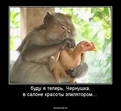 буду я теперь, Чернушка, в салоне красоты эпилятором...