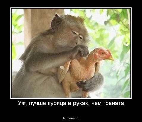 Уж, лучше курица в руках, чем граната