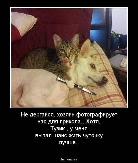  Не дергайся,   хозяин  фотографирует нас для прикола.. Хотя,  Тузик , у меня выпал шанс жить чуточку лучше.