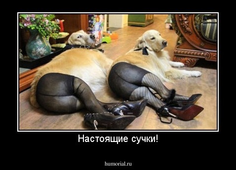 Настоящие сучки!