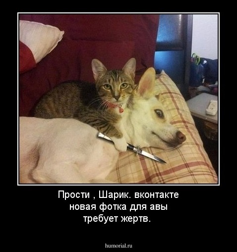 Прости , Шарик.  вконтакте новая фотка для авы требует  жертв.