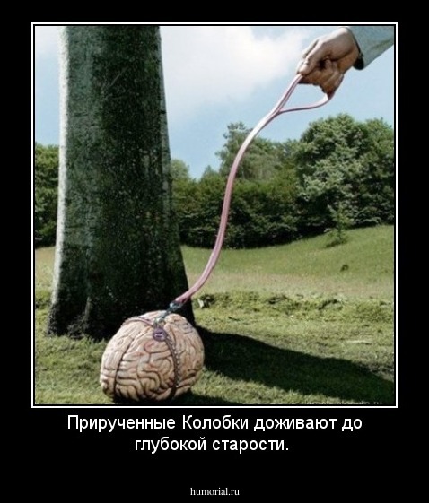 Прирученные Колобки доживают до глубокой старости.