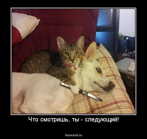 Что смотришь, ты - следующий!