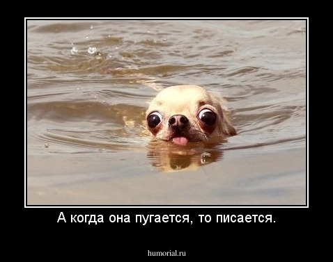 А когда она пугается, то писается.