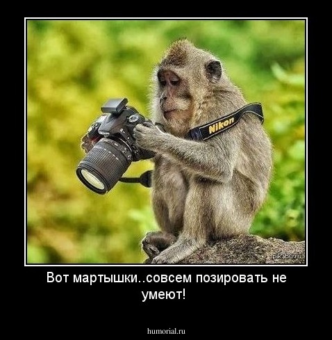 Вот мартышки..совсем позировать не умеют!